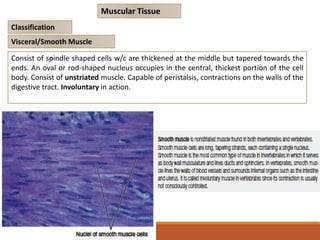 Classification
Muscular Tissue
Consist of spindle shaped cells w/c are thickened at the middle but tapered towards the
ends. An oval or rod-shaped nucleus occupies in the central, thickest portion of the cell
body. Consist of unstriated muscle. Capable of peristalsis, contractions on the walls of the
digestive tract. Involuntary in action.
Visceral/Smooth Muscle
 