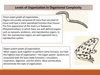 Levels of Organization in Organismal Complexity
Tissue-organ grade of organization.
Organs are usually composed of more than one kind of
tissue and have a more specialized function than tissues.
The first appearance of this level is in flatworms
(Platyhelminthes), in which there are well-defined organs
such as eyespots, proboscis, and reproductive organs. In
fact, the reproductive organs are well organized into a
reproductive system.
Organ-system grade of organization.
When organs work together to perform some function, we have
the highest level of organization—the organ system. Systems are
associated with the basic body functions—circulation,
respiration, digestion, and the others. Most animal phyla
demonstrate this type of organization.
 