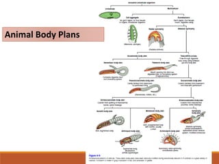 Animal Body Plans
 