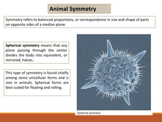 Animal Symmetry
Symmetry refers to balanced proportions, or correspondence in size and shape of parts
on opposite sides of a median plane.
Spherical symmetry means that any
plane passing through the center
divides the body into equivalent, or
mirrored, halves.
This type of symmetry is found chiefly
among some unicellular forms and is
rare in animals. Spherical forms are
best suited for floating and rolling.
 
