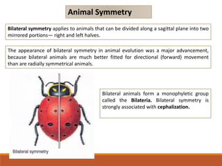 Bilateral symmetry applies to animals that can be divided along a sagittal plane into two
mirrored portions— right and left halves.
Animal Symmetry
The appearance of bilateral symmetry in animal evolution was a major advancement,
because bilateral animals are much better fitted for directional (forward) movement
than are radially symmetrical animals.
Bilateral animals form a monophyletic group
called the Bilateria. Bilateral symmetry is
strongly associated with cephalization.
 