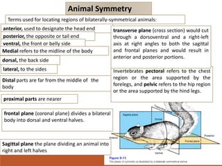 Animal Symmetry
Invertebrates pectoral refers to the chest
region or the area supported by the
forelegs, and pelvic refers to the hip region
or the area supported by the hind legs.
Terms used for locating regions of bilaterally-symmetrical animals:
anterior, used to designate the head end
posterior, the opposite or tail end
ventral, the front or belly side
Medial refers to the midline of the body
dorsal, the back side
lateral, to the sides
Distal parts are far from the middle of the
body
proximal parts are nearer
frontal plane (coronal plane) divides a bilateral
body into dorsal and ventral halves.
Sagittal plane the plane dividing an animal into
right and left halves
transverse plane (cross section) would cut
through a dorsoventral and a right-left
axis at right angles to both the sagittal
and frontal planes and would result in
anterior and posterior portions.
 