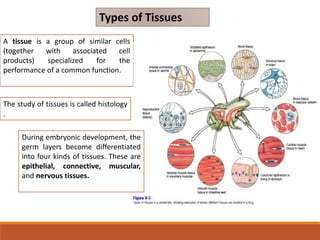 A tissue is a group of similar cells
(together with associated cell
products) specialized for the
performance of a common function.
Types of Tissues
The study of tissues is called histology
.
During embryonic development, the
germ layers become differentiated
into four kinds of tissues. These are
epithelial, connective, muscular,
and nervous tissues.
 