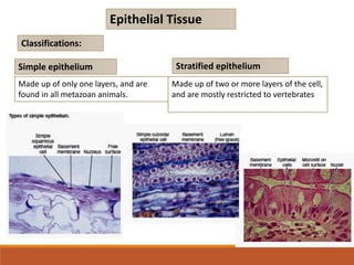 Epithelial Tissue
Classifications:
Simple epithelium
Made up of only one layers, and are
found in all metazoan animals.
Stratified epithelium
Made up of two or more layers of the cell,
and are mostly restricted to vertebrates
 