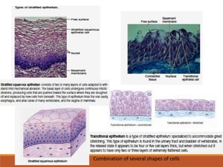 Combination of several shapes of cells
 