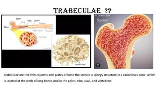 TRABECULAE ??
Trabeculae are the thin columns and plates of bone that create a spongy structure in a cancellous bone, which
is located at the ends of long bones and in the pelvis, ribs, skull, and vertebrae.
 