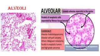 ALVEOLI
 