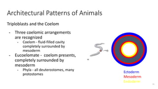 Coeli Pattern Architectural patterns of animals | PPTX
