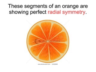 These segments of an orange are
showing perfect radial symmetry.
 