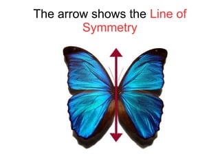 The arrow shows the Line of
Symmetry
 