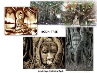 Samui, Thailand

http://www.bridgeandtunnelclub.com/bigmap/outofto
wn/thailand/kosamui/bigbuddha/index.htm

http://www.bloggersbase.com/travel/buddhas-majestic-bodh-gaya

/

BODHI TREE

http://video.nationalgeographic.com/travel/countries/thailand-guide/

Ayutthaya Historical Park

 