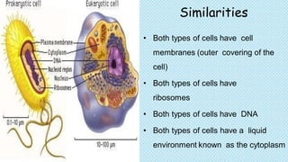 Architecture of prokaryotic and eukaryotic cells and tissues | PDF
