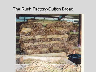The Rush Factory-Oulton Broad
 
