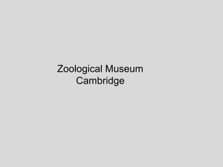 Zoological Museum
    Cambridge
 