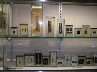 Zoological Museum Cambridge
 