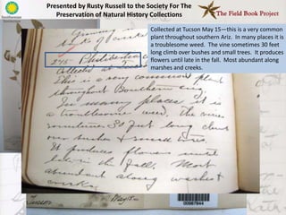 Presented by Rusty Russell to the Society For The
   Preservation of Natural History Collections

                                   Collected at Tucson May 15—this is a very common
                                   plant throughout southern Ariz. In many places it is
                                   a troublesome weed. The vine sometimes 30 feet
                                   long climb over bushes and small trees. It produces
                                   flowers until late in the fall. Most abundant along
                                   marshes and creeks.
 