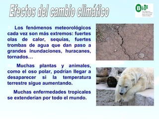 13
13
3- Los fenómenos meteorológicos
cada vez son más extremos: fuertes
olas de calor, sequías, fuertes
trombas de agua que dan paso a
grandes inundaciones, huracanes,
tornados…
4- Muchas plantas y animales,
como el oso polar, podrían llegar a
desaparecer si la temperatura
terrestre sigue aumentando.
5- Muchas enfermedades tropicales
se extenderían por todo el mundo.
 