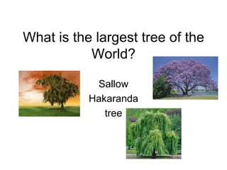 What is the largest tree of the World? Sallow Hakaranda tree 
