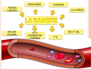 TEJIDO
LIQUIDO
DOS FASES FUNCION
4-5 LITROS
7 %
65 A 71 ML55% DE
PLASMA
45 %
ELEMENTOS
FORMES
 