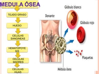 TEJIDO GRASO
HUESO
CELULAS
SANGINEAS
HEMATOPOYE
SIS
CELULAS
MADRES
CELULAS
HIJAS
 