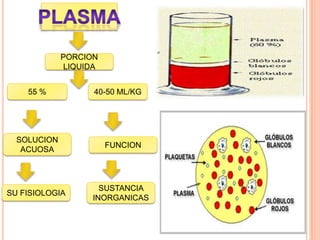 PORCION
LIQUIDA
SOLUCION
ACUOSA
40-50 ML/KG55 %
FUNCION
SU FISIOLOGIA
SUSTANCIA
INORGANICAS
 