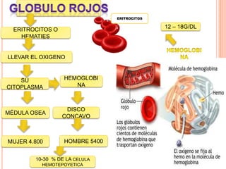 ERITROCITOS
ERITROCITOS O
HEMATIES
LLEVAR EL OXIGENO
SU
CITOPLASMA
HEMOGLOBI
NA
MÉDULA OSEA
DISCO
CONCAVO
MUJER 4.800 HOMBRE 5400
10-30 % DE LA CELULA
HEMOTEPOYETICA
12 – 18G/DL
 