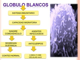 SISTEMA INMUNITARIO
CAPACIDAD MIGRATORIA
SANGRE
COMOVEHICULO
AGENTES
INFECCIOSOS
SEGREGAN
SUSTANCIA
ANTICUERPOS
CONTEO NORMAL 4.500 A 11.500
CELULAS mm3
 
