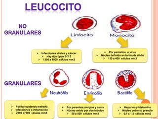  Focitar sustancia extraña
 Infecciones o inflamación
 2500 a7500 células mm3
 Por parasitos,alergias y asma
 Núcleo unido por dos lóbulos
 50 a 500 células mm3
 Heparina y histamina
 Núcleo cubierto granulo
 0,1 a 1,5 células mm3
 Por parásitos o virus
 Núcleo definido en forma de riñón
 150 a 400 células mm3
 Infecciones virales y cáncer
 Hay dos tipos B Y T
 1300 a 4000 células mm3
 