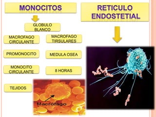 GLOBULO
BLANCO
MACROFAGO
CIRCULANTE
MACROFAGO
TIRSULARES
PROMONOCITO MEDULA OSEA
MONOCITO
CIRCULANTE 8 HORAS
TEJIDOS
 