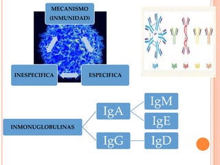 MECANISMO
(INMUNIDAD)
ESPECIFICAINESPECIFICA
INMONUGLOBULINAS
IgA
IgM
IgE
IgG IgD
 