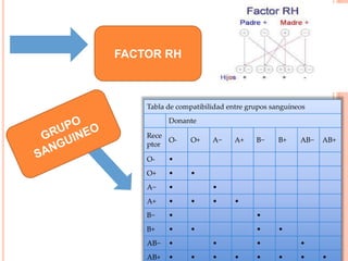 Tabla de compatibilidad entre grupos sanguíneos
Donante
Rece
ptor
O- O+ A− A+ B− B+ AB− AB+
O- •
O+ • •
A− • •
A+ • • • •
B− • •
B+ • • • •
AB− • • • •
AB+ • • • • • • • •
Factor RH
FACTOR RH
 