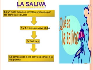 Es un fluido orgánico complejo producido por
las glándulas salivales
1 y 1.5 litros de saliva al día
34.000 litros
La composición de la saliva es similar a la
del plasma
 