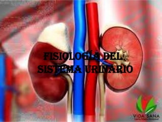 Fisiología del
sistema urinario
 