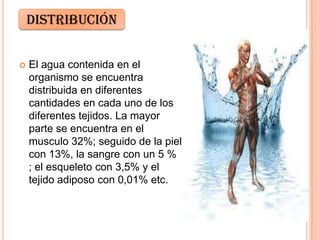  El agua contenida en el
organismo se encuentra
distribuida en diferentes
cantidades en cada uno de los
diferentes tejidos. La mayor
parte se encuentra en el
musculo 32%; seguido de la piel
con 13%, la sangre con un 5 %
; el esqueleto con 3,5% y el
tejido adiposo con 0,01% etc.
distribución
 