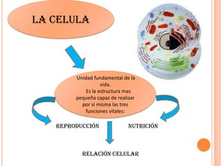 Reproducción Nutrición
Relación celular
LA CELULA
Unidad fundamental de la
vida.
Es la estructura mas
pequeña capaz de realizar
por si misma las tres
funciones vitales:
 