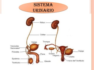 Sistema
urinario
 