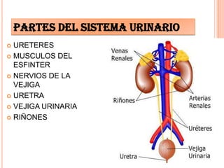 PARTES DEL SISTEMA URINARIO
 URETERES
 MUSCULOS DEL
ESFINTER
 NERVIOS DE LA
VEJIGA
 URETRA
 VEJIGA URINARIA
 RIÑONES
 