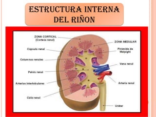 ESTRUCTURA INTERNA
DEL RIÑON
 