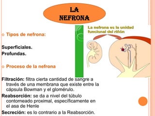  Tipos de nefrona:
Superficiales.
Profundas.
 Proceso de la nefrona
Filtración: filtra cierta cantidad de sangre a
través de una membrana que existe entre la
cápsula Bowman y el glomérulo.
Reabsorción: se da a nivel del túbulo
contorneado proximal, específicamente en
el asa de Henle
Secreción: es lo contrario a la Reabsorción.
LA
NEFRONA
 