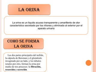 La orina
Como se forma
la orina
La orina es un liquido acuoso transparente y amarillento de olor
característico secretado por los riñones y eliminado al exterior por el
aparato urinario
Las dos partes principales del nefrón,
la cápsula de Bowman y el glomérulo
invaginado por un lado, y los túbulos
renales por otro, forman la orina por
medio de tres procesos: la filtración,
resorción y secreción.
 