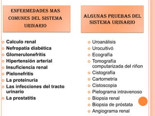 ENFERMEDADES MAS
COMUNES DEL SISTEMA
URINARIO
 Calculo renal
 Nefropatía diabética
 Glomerulonefritis
 Hipertensión arterial
 Insuficiencia renal
 Pielonefritis
 La proteinuria
 Las infecciones del tracto
urinario
 La prostatitis
 Uroanálisis
 Urocultivó
 Ecografía
 Tomografía
computarizada del riñon
 Cistografía
 Cartometría
 Cistoscopia
 Pielograma intravenoso
 Biopsia renal
 Biopsia de próstata
 Angiograma renal
Algunas pruebas del
sistema urinario
 