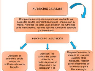 Nutrición celular
Comprende un conjunto de procesos mediante los
cuales las células intercambian materia energía con su
medio. No todos los seres vivos obtienen los nutrientes
de la misma forma; hay dos tipos de nutrición la autótrofa
y la heterótrofa.
Procesos de la nutrición
Digestión: es
cuando la célula
rompe las
moléculas de menor
tamaño.
Agestión: es
cuando las partes
útiles de la
partícula pasan al
citoplasma y se
incorporan a el.
Respiración celular: la
materia se usa para
elaborar otras
moléculas, reponer
partes destruidas de
las células y para
liberar energía
 