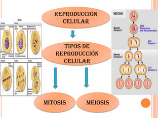 Reproducción
celular
Mitosis meiosis
Tipos de
reproducción
celular
 