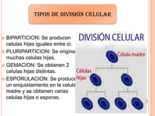  BIPARTICION: Se producen
celulas hijas iguales entre si.
 PLURIPARTICION: Se originan
muchas celulas hijas.
 GEMACION: Se obtienen 2
celulas hijas distintas.
 ESPORULACION: Se produce
un enquistamiento en la celula
madre y se obtienen varias
celulas hijas o esporas.
Tipos de división celular
 