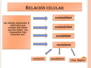 RELACIÓN CELULAR
las células responden a
estímulos que
reciben del medio
que las rodea. Las
respuestas mas
comunes son:
contractilidad
conductividad
sensibilidad
movimiento
pseudópodoscontracción
Cilios flagelos
 