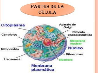 Partes de la
célula
 