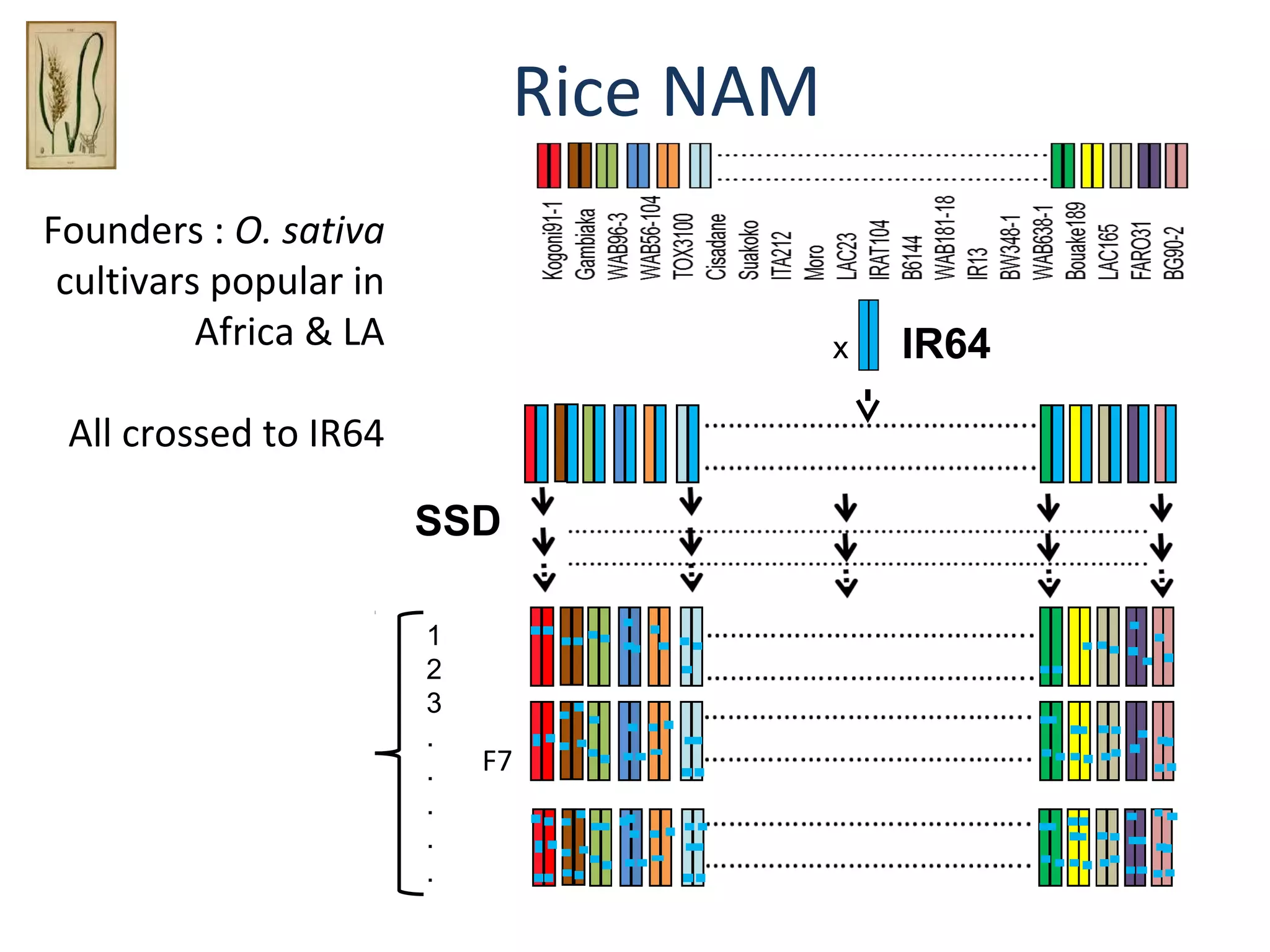 Rice NAM
Founders : O. sativa 
cultivars popular in
Africa & LA

x

All crossed to IR64
SSD
1
2
3
.
.
.
.
.

F7

IR64

 
