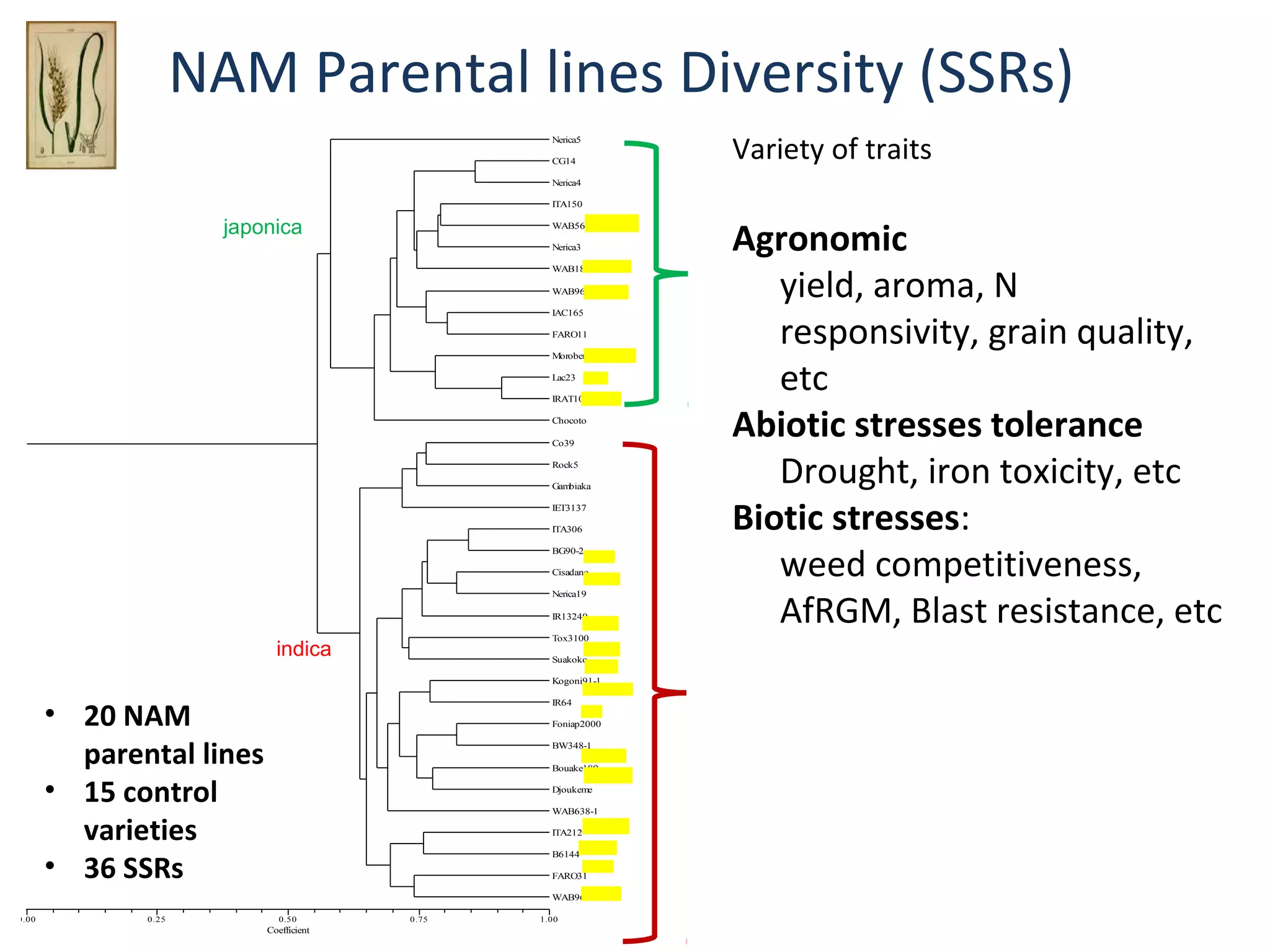 NAM Parental lines Diversity (SSRs)
Nerica5
CG14

Variety of traits

Nerica4
ITA150

japonica

WAB56-104
Nerica3
WAB181-1
WAB96-3
IAC165
FARO11
Moroberekan
Lac23
IRAT104
Chocoto
Co39
Rock5
Gambiaka
IET3137
ITA306
BG90-2
Cisadane
Nerica19
IR13240
Tox3100

indica

Suakoko
Kogoni91-1

• 20 NAM
parental lines
• 15 control
varieties
• 36 SSRs

IR64
Foniap2000
BW348-1
Bouake189
Djoukeme
WAB638-1
ITA212
B6144
FARO31
WAB96-1-1

0.00

0.25

0.50

Coefficient

0.75

1.00

Agronomic
yield, aroma, N
responsivity, grain quality,
etc
Abiotic stresses tolerance
Drought, iron toxicity, etc
Biotic stresses:
weed competitiveness,
AfRGM, Blast resistance, etc

 