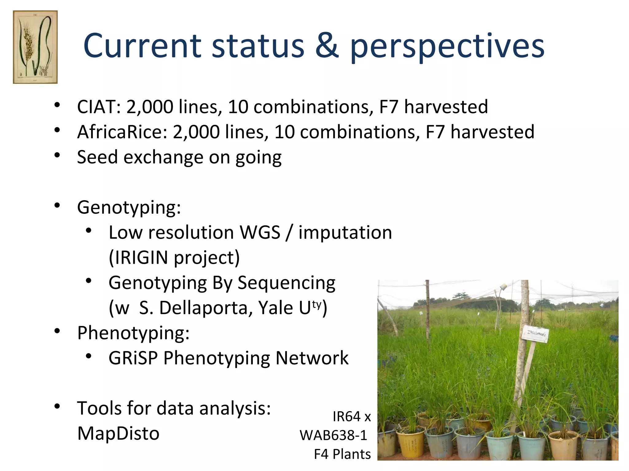 Current status & perspectives
• CIAT: 2,000 lines, 10 combinations, F7 harvested
• AfricaRice: 2,000 lines, 10 combinations, F7 harvested
• Seed exchange on going
• Genotyping:
• Low resolution WGS / imputation
(IRIGIN project)
• Genotyping By Sequencing
(w S. Dellaporta, Yale Uty)
• Phenotyping:
• GRiSP Phenotyping Network
• Tools for data analysis:
MapDisto

IR64 x
WAB638-1
F4 Plants

 