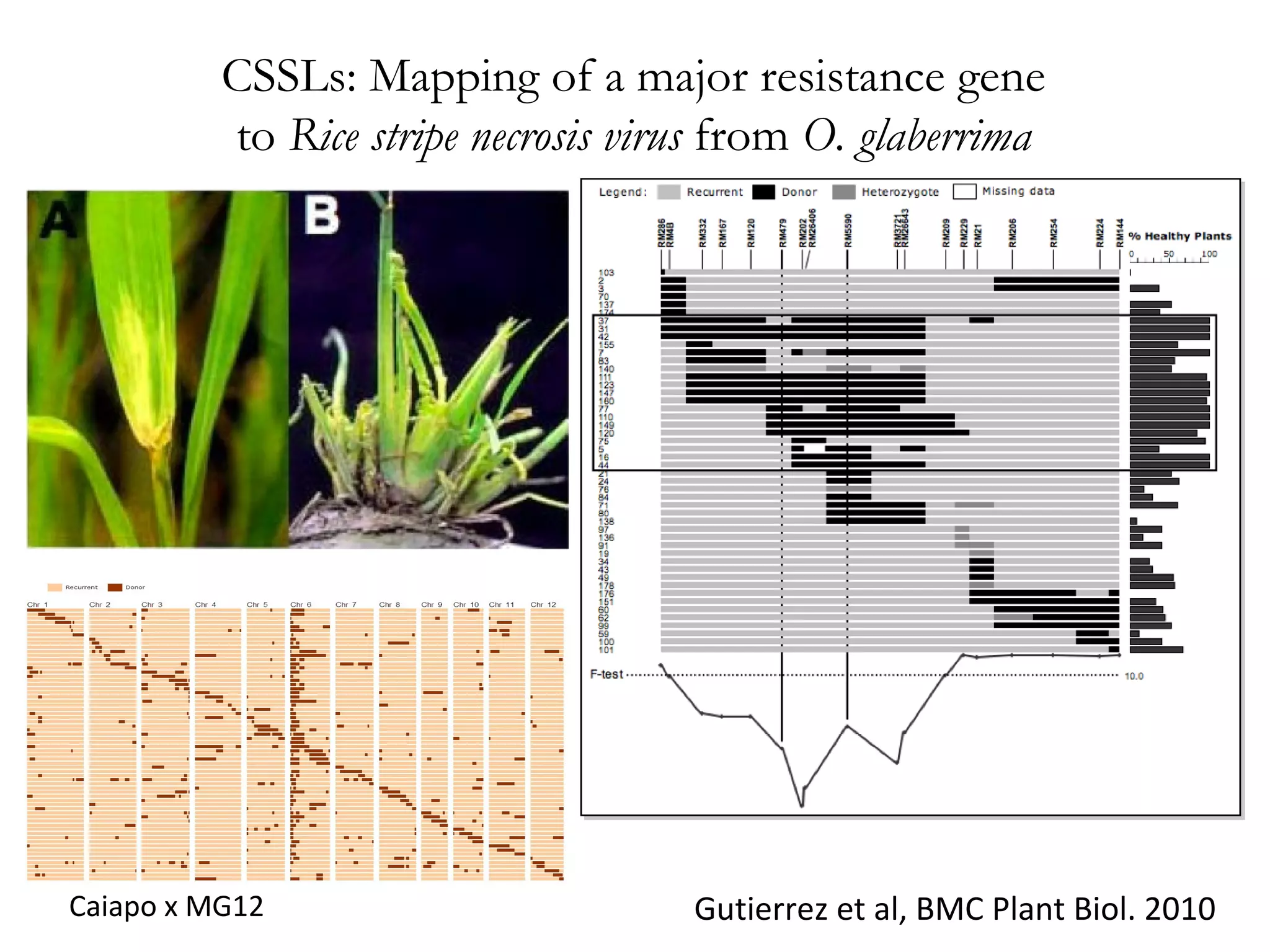 CSSLs: Mapping of a major resistance gene
to Rice stripe necrosis virus from O. glaberrima

Caiapo x MG12

Gutierrez et al, BMC Plant Biol. 2010

 